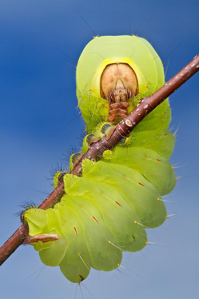 smithsonian-photo-contest-naturalworld-catapillar-green-macro-colin-hutton.jpg