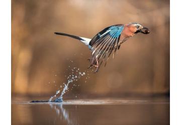 daroczi-csaba-sajtofoto2012_360x250.jpg