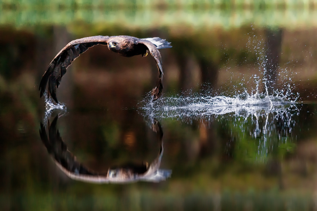 eaglesplash-43-3.jpg