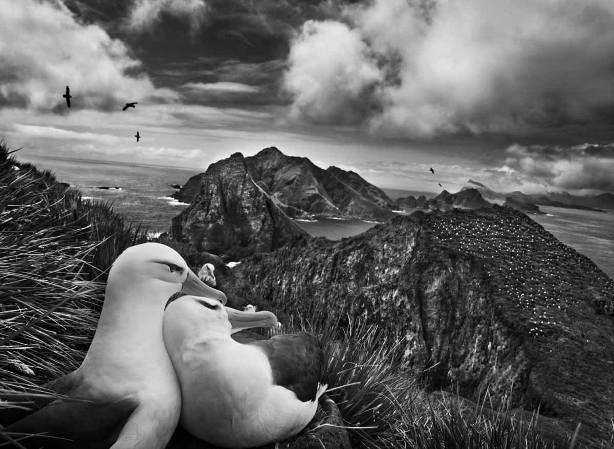 salgado1.jpg