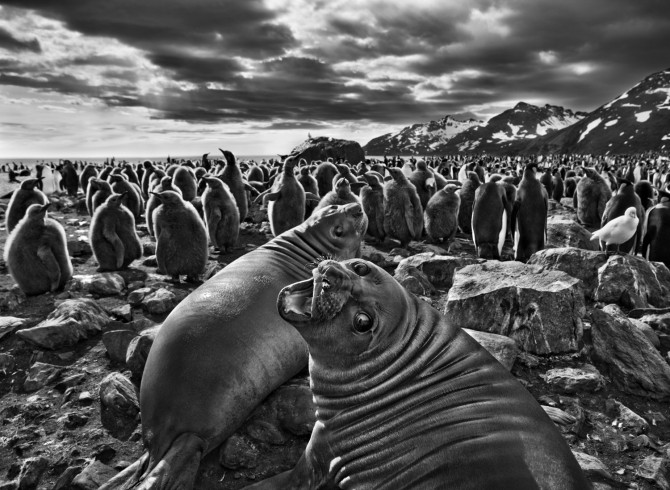 sebastiao-salgado-genesis-sea-lions.jpg