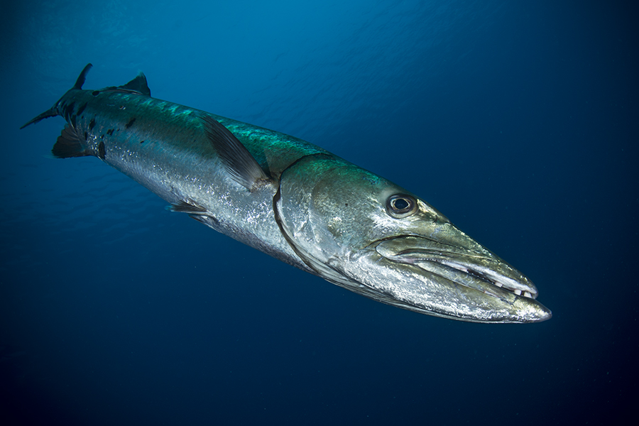 kicsi BARRACUDA KICSI.jpg