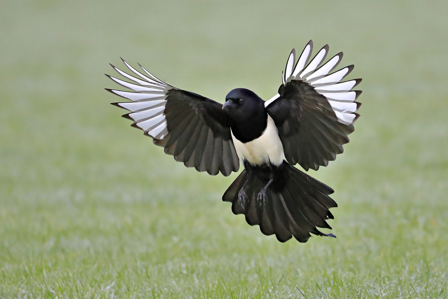Canon1DxII_Sample_Andy_Rouse_Magpie 01.jpg