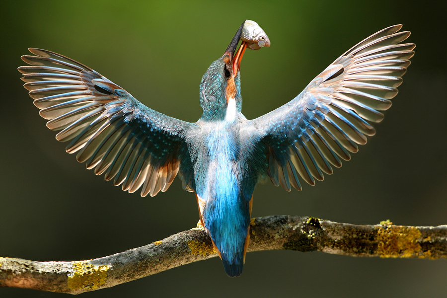 Alois Absenger_Austria_Eisvogel.jpg