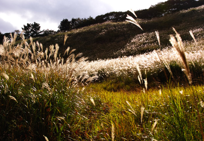 sigma-file-650x400-f5.6,-35mm.jpg