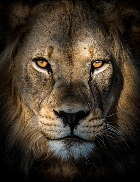 Matthieu Rivart_wildlife.png