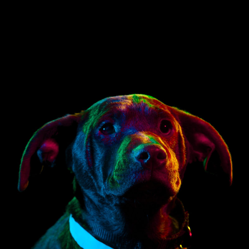Res-Hue-Dogs-800x800.jpg