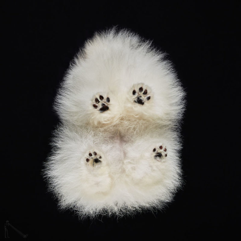 1-Under-dogs-58ec83a50dc9b__880-800x800.jpg