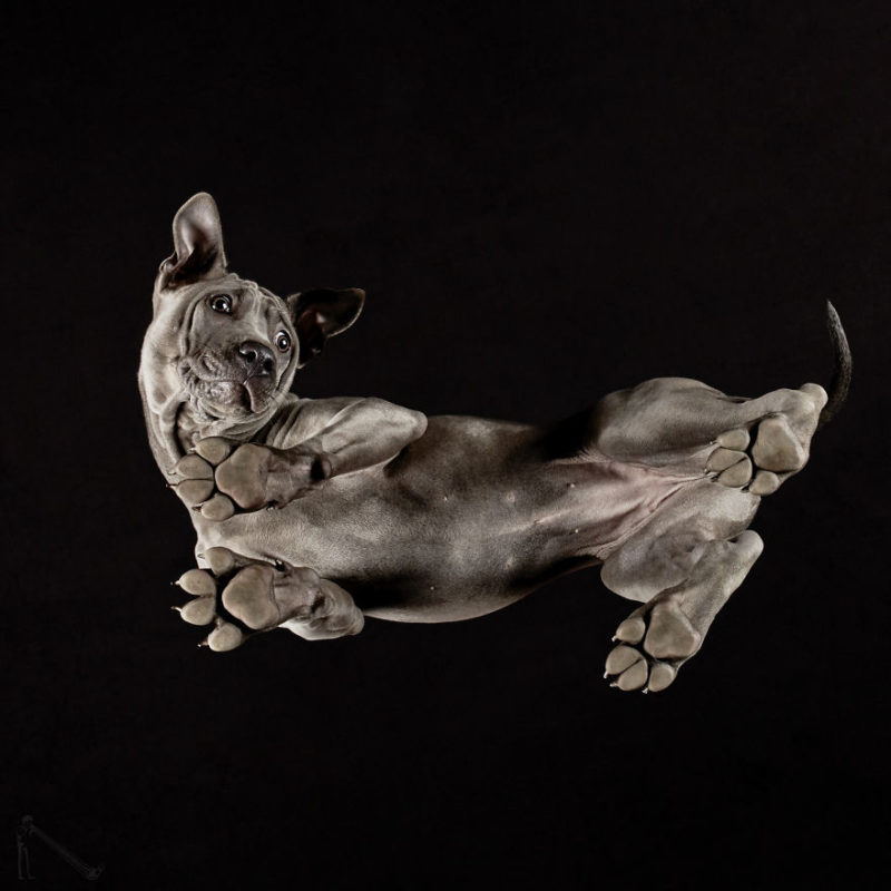 21-Under-dogs-2-BREED-Thai-Ridgeback-58ec83e931283__880-800x800.jpg