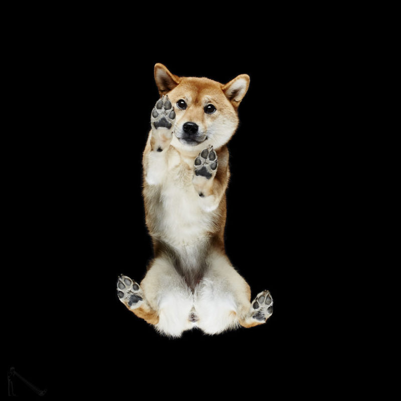 27-Under-dogs-58ec83fe60908__880-800x800.jpg