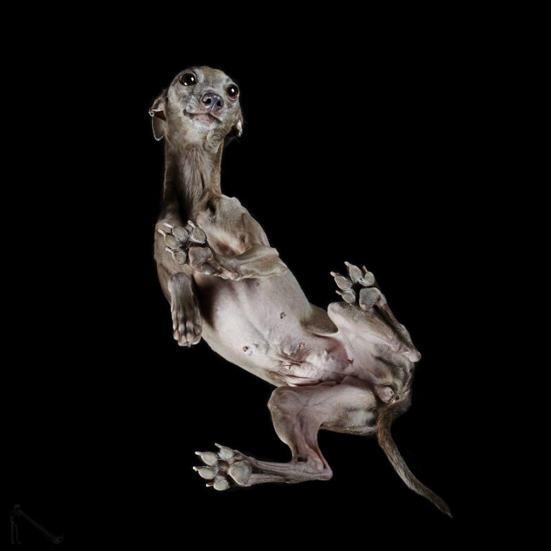 3-Under-dogs-58ec83ab9f7ba__880-800x800.jpg
