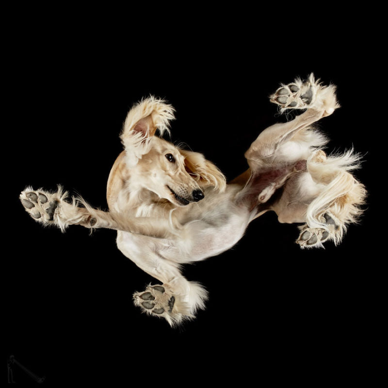 5-Under-dogs-BREED-Saluki-58ec83b0d3f81__880-800x800.jpg