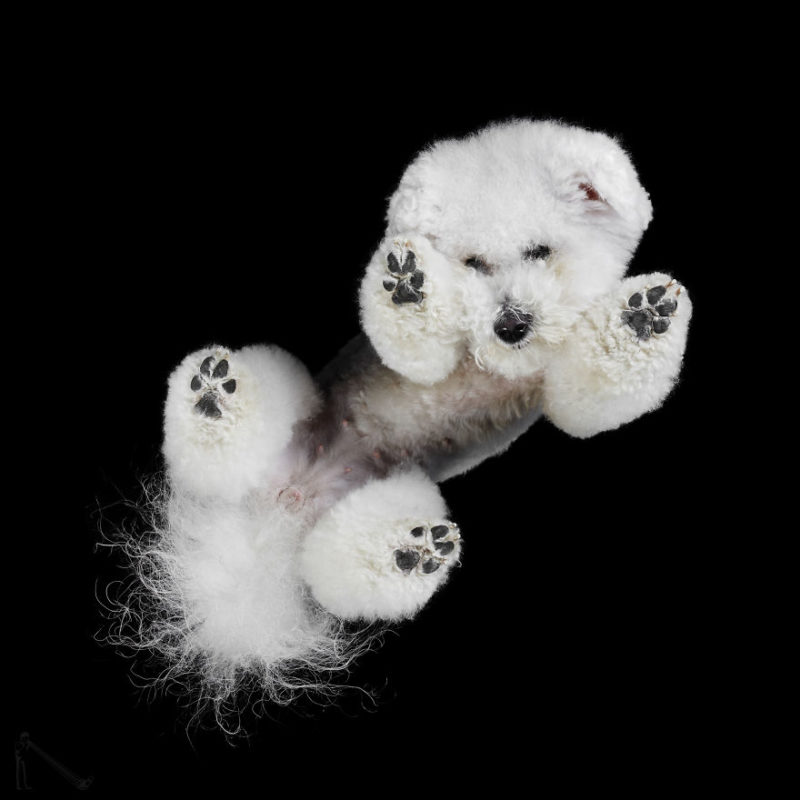 6-Under-dogs-58ec83b372ada__880-800x800.jpg