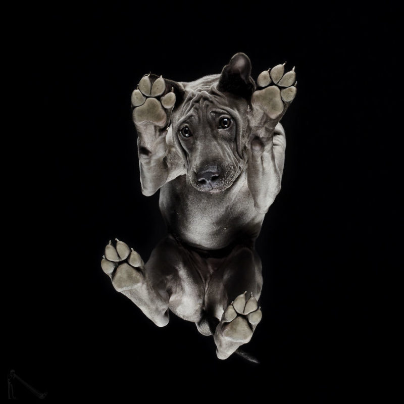 7-Under-dogs-58ec83b67bc67__880-800x800.jpg