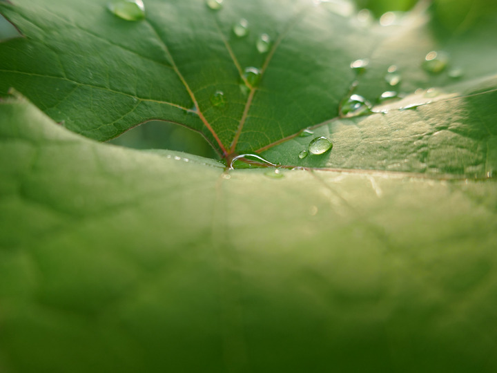 20170624_1050337macro_720.jpg