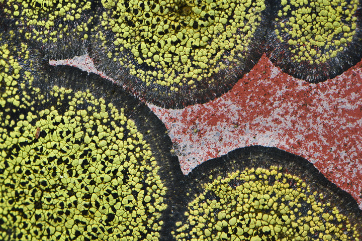 85mm_Macro Lichen720.jpg