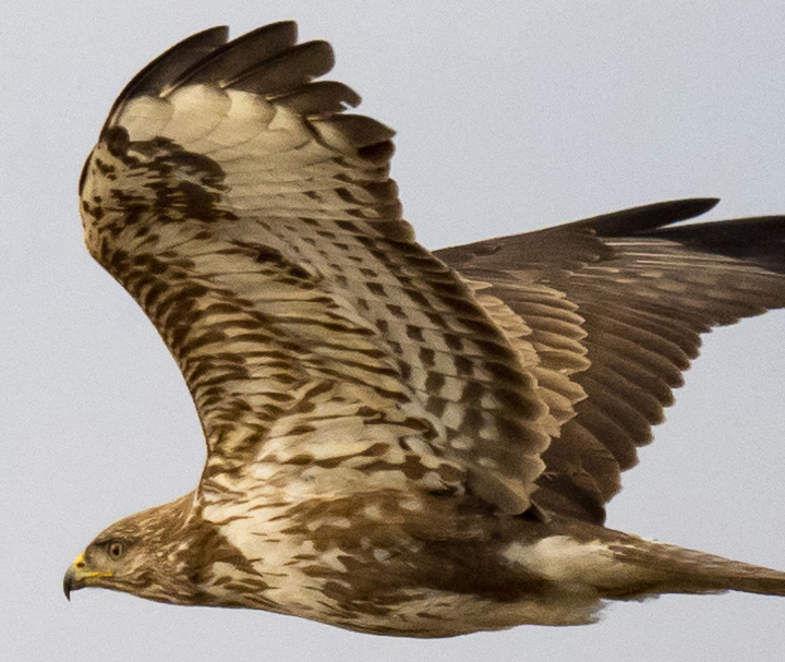 20190302_3020235_crop.jpg