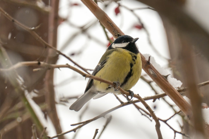 720_20190120_DSC05331_.jpg