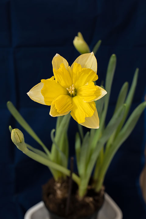 720_2021022420210220_1013076_narcisz.jpg