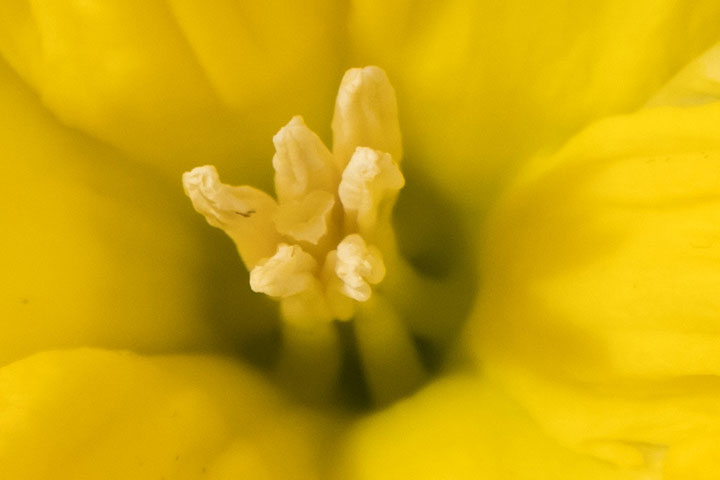 720_2021022420210220_1013076_narciszalap100sz.jpg
