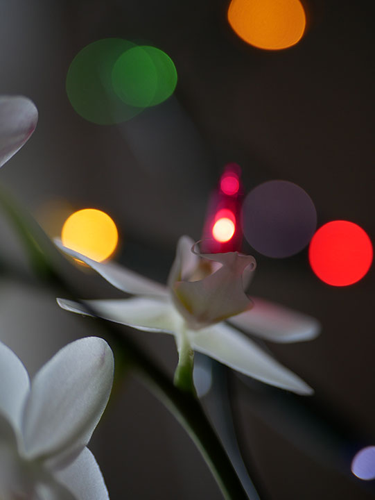web_20211222_1990730orchidea.jpg