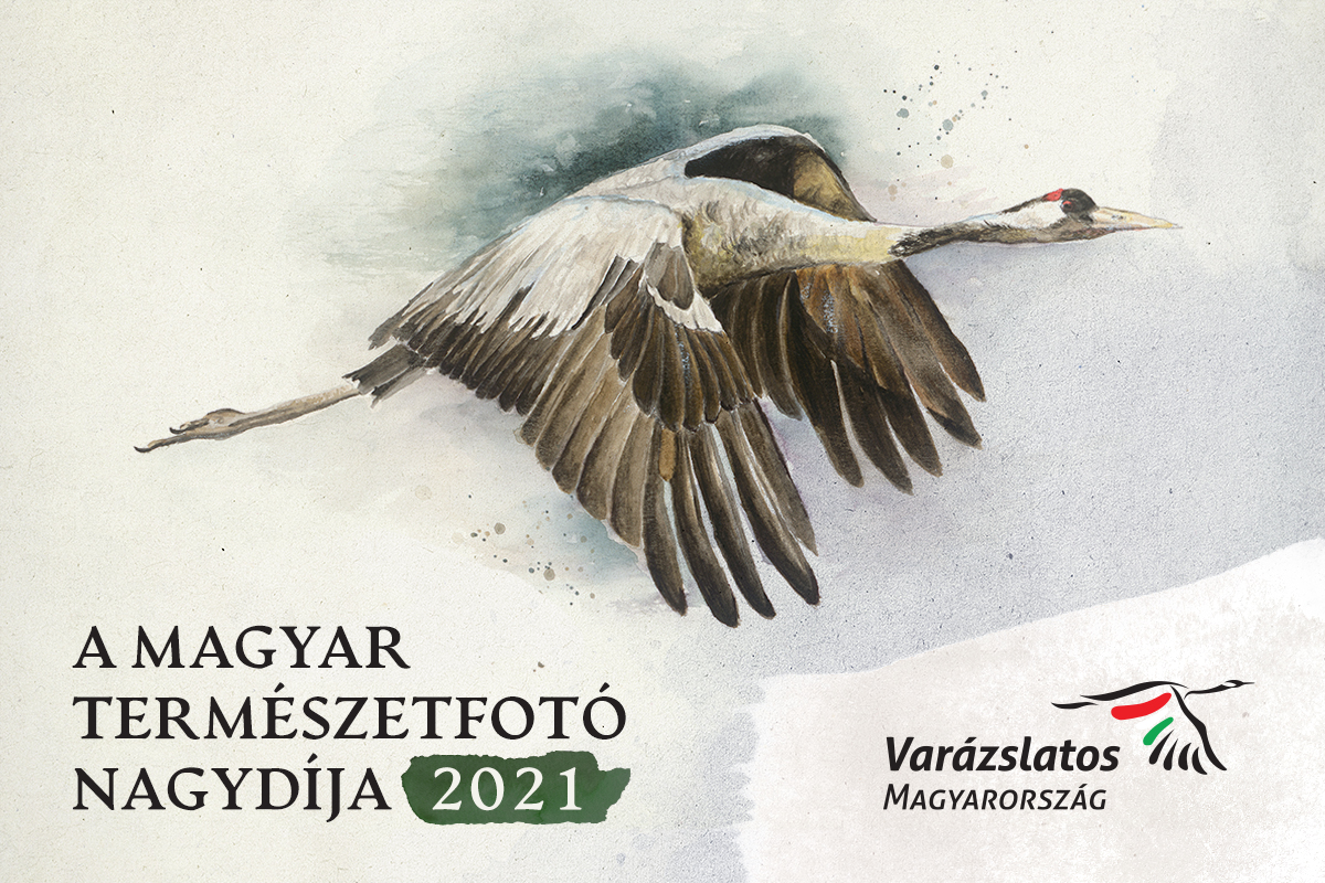 VM nagydĂ&shy;j grafika.jpg
