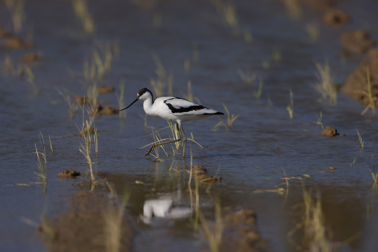 RF 1200mm F8L IS USM_Sample_Image_211116-1200-R5-2148.jpg