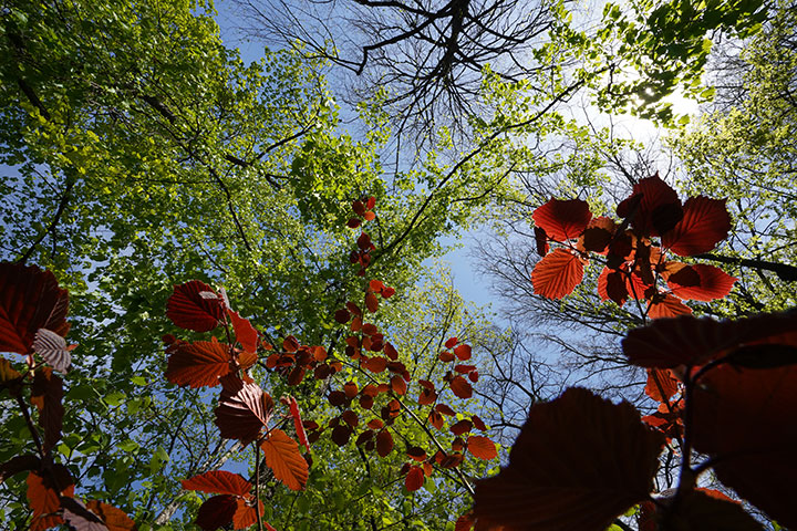 720_20220414_DSC01166falevelf22.jpg