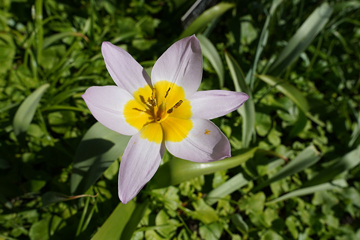 720_20220414_DSC01213tulipan.jpg