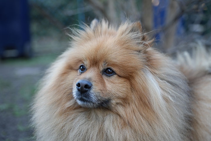 720_20250126_DSC06038Paddy.jpg