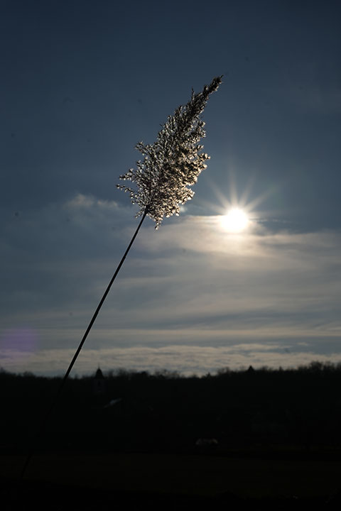 720_20250201_DSC06395novenynappal.jpg