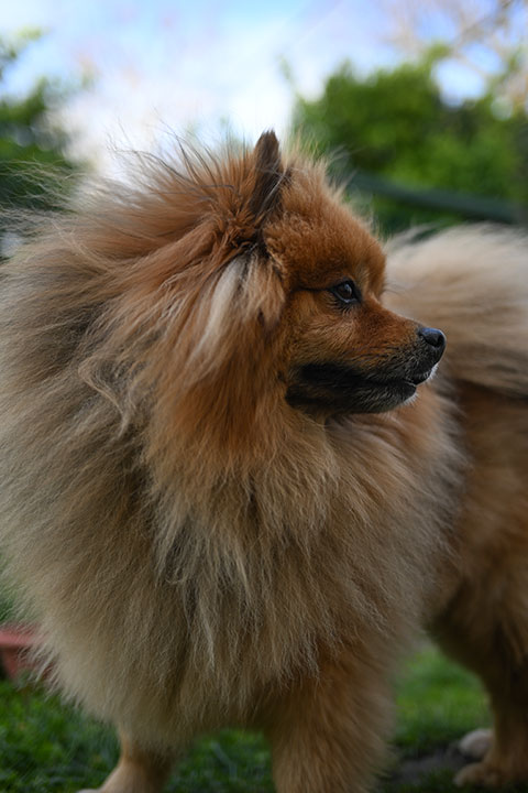 720_20250411_DSC_0640Paddy.jpg