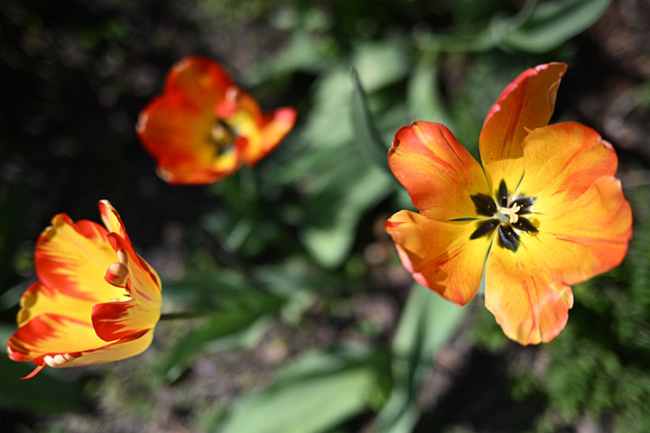 720_20250412_DSC_0687tulipanf2.jpg