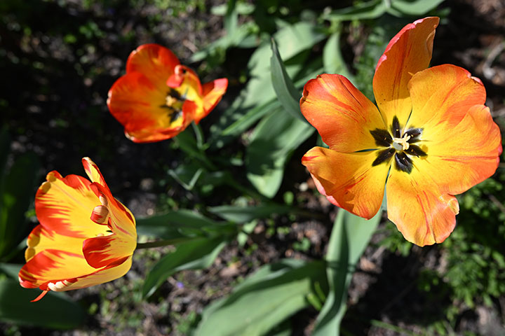 720_20250412_DSC_0688tulipanf5_6.jpg