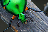 Laowa 100mm f/2.8 - Tesztotók