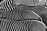 David Yarrow fotósorozata Afrikából