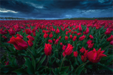 Tulipános fotók? Irány Hollandia...